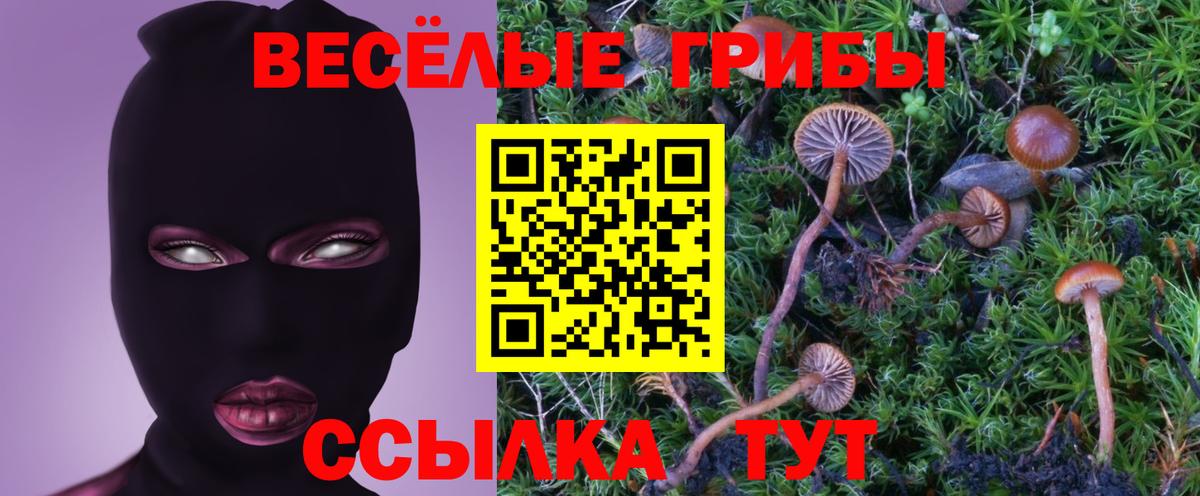 Галлюциногенные грибы Psilocybe Альметьевск